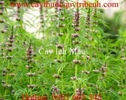 Tác dụng của cây ích mẫu điều trị rối loạn kinh nguyệt hiệu quả nhất