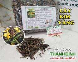 Tác dụng của cây kim vàng trong điều trị tiểu ra máu hiệu quả nhất