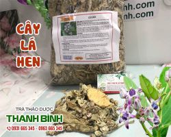 Tác dụng của cây lá hen trong điều trị bệnh hen suyễn hiệu quả nhất