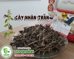 Tác dụng của cây nhân trần là gì đối với sức khỏe ?