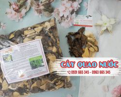 Tác dụng của cây quao nước, cách sử dụng cây quao nước