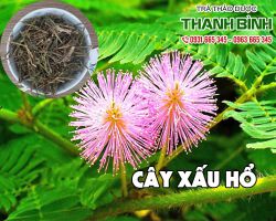 Tác dụng của cây xấu hổ hoa tím