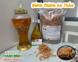 Tác dụng của đông trùng hạ thảo trong ngăn ngừa tắc nghẽn động mạch hiệu quả