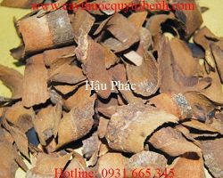 Tác dụng của hậu phác trong điều trị đầy bụng, ăn không tiêu tốt nhất