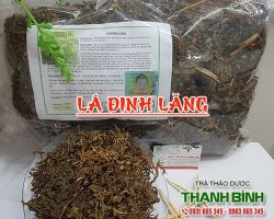 Tác dụng của lá đinh lăng hỗ trợ bồi bổ cơ thể an toàn tốt nhất