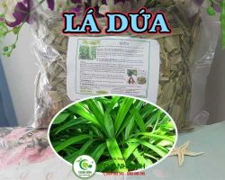 Tác dụng của lá dứa hỗ trợ giúp kiểm soát đường huyết hiệu quả