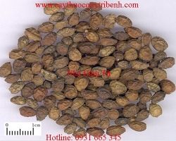 Tác dụng của nha đảm tử điều trị ung thư hiệu quả nhất