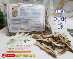 Tác dụng của thủy xương bồ, thủy xương bồ chữa bệnh gì ?