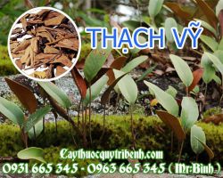 Thạch vỹ