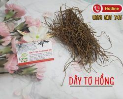 Thực hư về công dụng chữa bệnh của dây tơ hồng