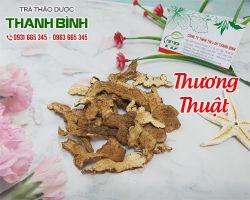 Thương truật có tác dụng gì trong Đông Y