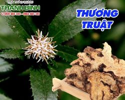 THƯƠNG TRUẬT [CÔNG DỤNG, CÁCH DÙNG] MUA Ở ĐÂU NGUYÊN CHẤT GIÁ RẺ?