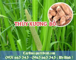 Thủy xương bồ