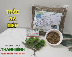 Trắc bá diệp [tác dụng cầm máu hình ảnh] địa chỉ mua bán giá tốt ở đâu?