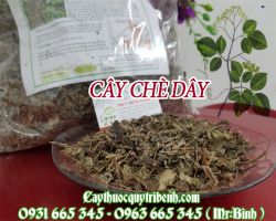 Uống chè dây có giảm cân không?