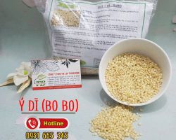 Ý dĩ là thảo dược gì có tác dụng gì trong Đông Y
