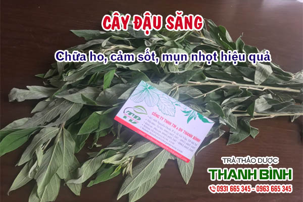 cây đậu săng Thảo dược Thanh Bình