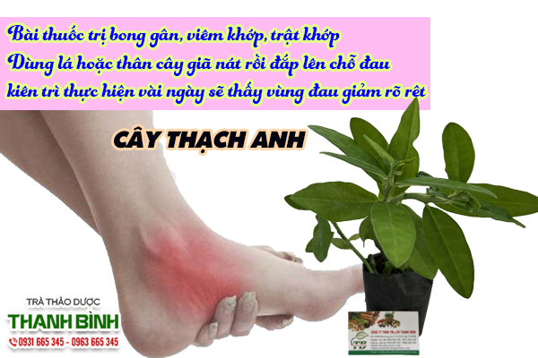 cay-thach-anh-thanh-binh-3