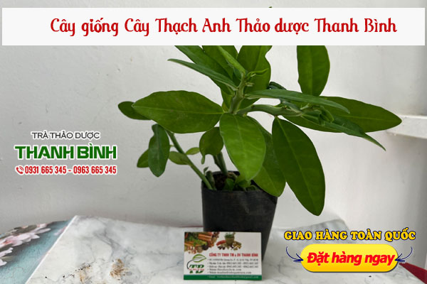 cay-thach-anh-thanh-binh-1