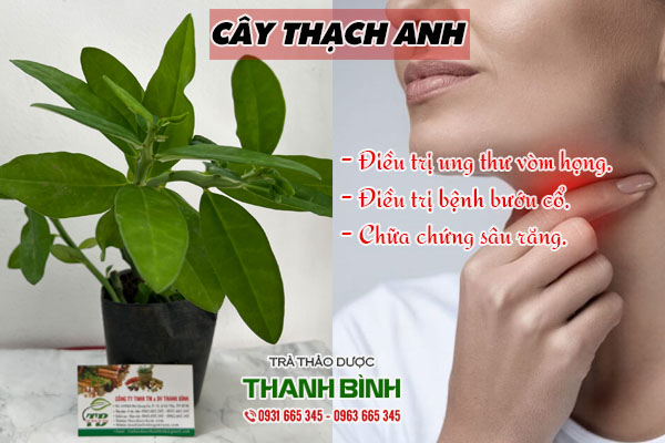 cay-thach-anh-thanh-binh-2