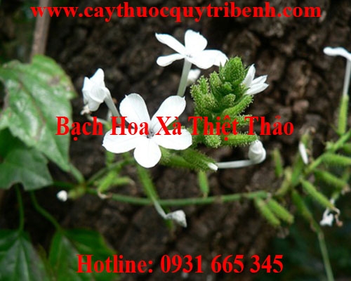 Mua bán bạch hoa xà thiệt thảo tại Nghệ An giúp điều trị u bướu hiệu quả