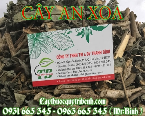 Mua bán cây an xoa tại huyện Thanh Trì có tác dụng trị ung thư phổi rất tốt