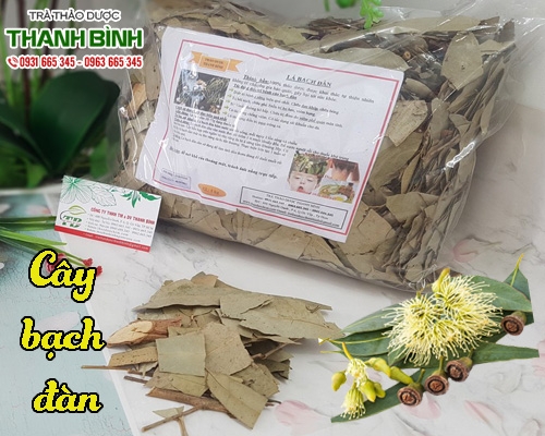 Mua bán cây bạch đàn tại huyện Sóc Sơn hỗ trợ trị ngứa ngoài da