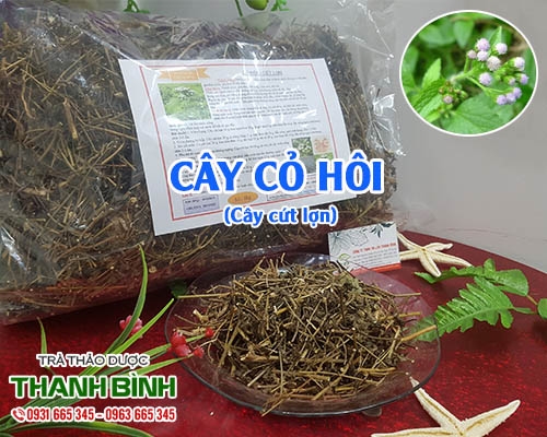 Mua bán cây cỏ hôi ở quận Phú Nhuận có tác dụng điều trị cảm mạo