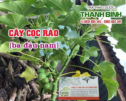 Mua bán cây cọc rào ở huyện Bình Chánh điều trị mẩn ngứa hiệu quả nhất