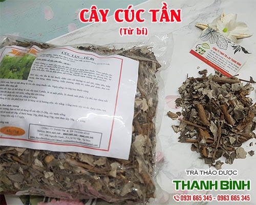 Mua bán cây cúc tần ở huyện Bình Chánh giúp giảm đau nhức sưng viêm