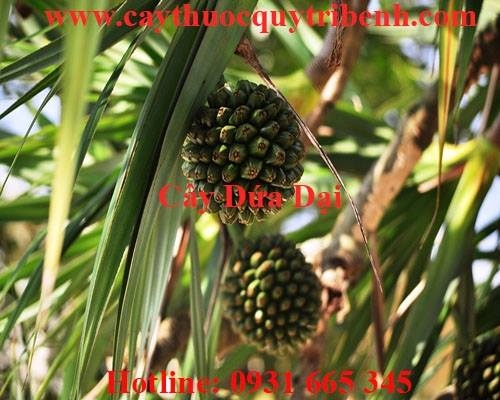 Mua bán cây dứa dại tại huyện Thanh Oai rất tốt trong điều trị viêm thận