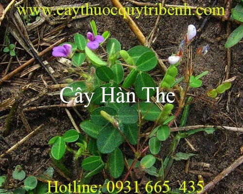 Mua bán cây hàn the tại Quảng Bình có tác dụng điều trị ăn không tiêu