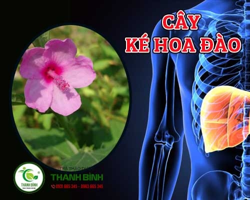 Mua bán cây ké hoa đào tại quận Ba Đình có công dụng điều trị thải độc cơ thể