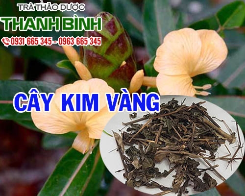 Mua bán cây kim vàng ở quận Tân Phú có tác dụng kháng khuẩn