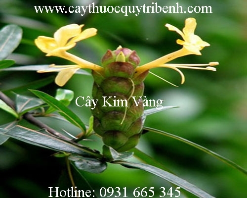 Mua bán cây kim vàng tại Bình Thuận có tác dụng chữa trị suyễn hiệu quả