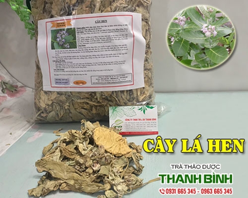 Mua bán cây lá hen tại quận Hoàng Mai có tác dụng điều trị hen suyễn