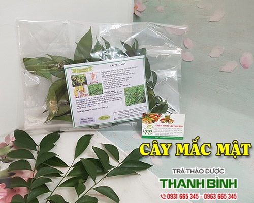 Mua bán cây mắc mật tại quận Hoàn Kiếm giúp lợi mật hiệu quả nhất