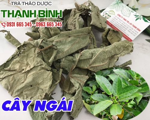Mua bán cây ngái ở huyện Bình Chánh giúp ổn định đường huyết