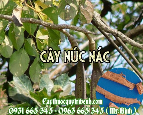 Mua bán cây núc nác tại Nam Định rất tốt trong việc điều trị ho khan tiếng