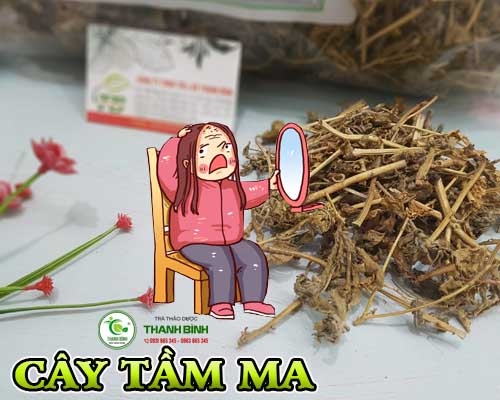 Mua bán cây tầm ma ở huyện Hóc Môn có công dụng điều trị bệnh viêm đường tiết