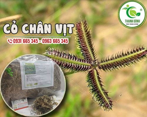 Mua bán cỏ chân vịt ở huyện Bình Chánh hỗ trợ làm lành vết thương nhanh chóng