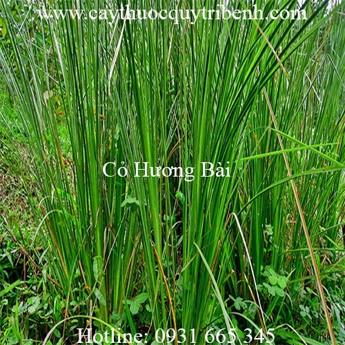 Mua bán cỏ hương bài tại Bạc Liêu có tác dụng điều trị cảm sốt hiệu quả