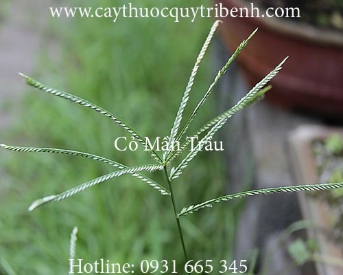Mua bán cỏ mần trầu tại Bắc Giang có tác dụng thanh nhiệt hiệu quả nhất