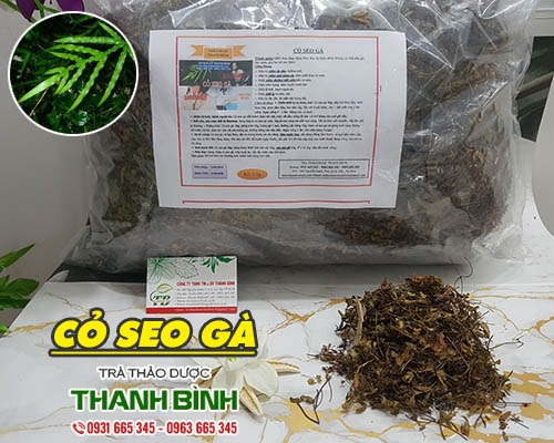 Mua bán cỏ seo gà ở quận Gò Vấp giúp điều trị bệnh ngoài da uy tín nhất