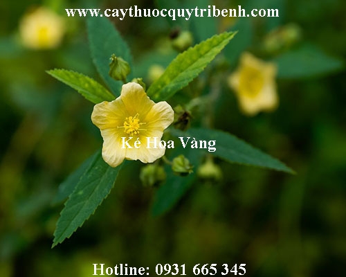 Mua bán ké hoa vàng tại quận Bình Tân có tác dụng điều trị mụn nhọt