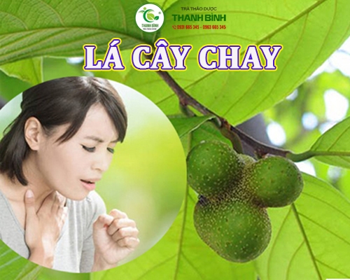 Mua bán lá cây chay tại Hà Giang giúp ức chế sự sản xuất cytokine rất tốt
