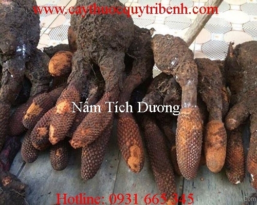 Mua bán nấm tích dương tại Bình Thuận giúp điều trị khí hư hiệu quả