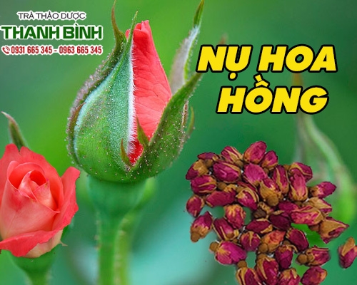 Mua bán nụ hoa hồng ở huyện Củ Chi có tác dụng giảm đau nhức niêm mạc cổ họng