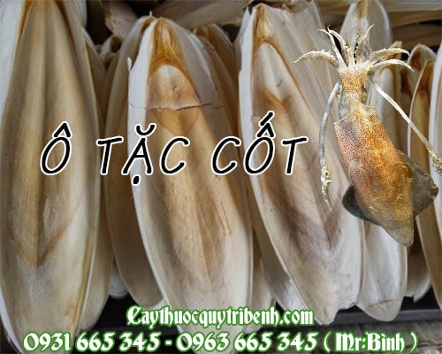 Mua bán ô tặc cốt (mai mực) tại huyện Thanh Oai có tác dụng trung hòa acid dịch vị
