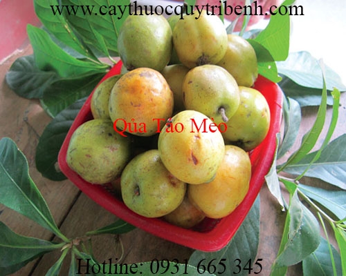 Mua bán quả táo mèo tại Hà Nội chữa cao huyết áp mỡ máu cao tốt nhất